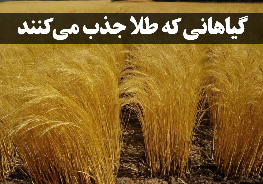گیاهانی که طلا جذب می‌کنند ، گالری جواهرات گنجه
